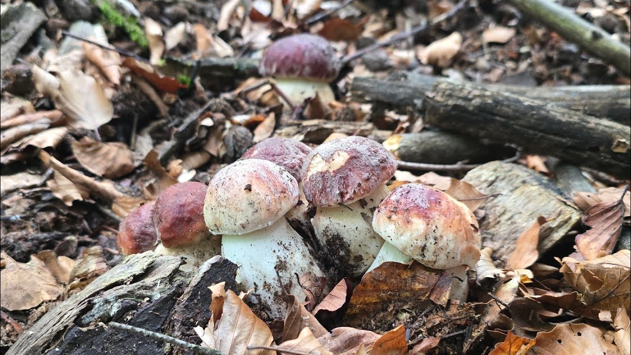FUNGHI PORCINI | Amore Rosso infinito!