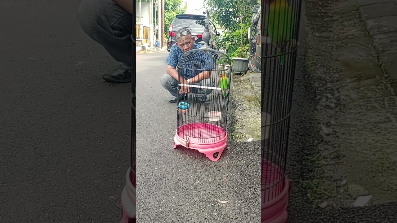 LEWAT RUMAH DISEMPETIN BERHENTI LIHAT LOVEBIRD HERCULES OM HARI
