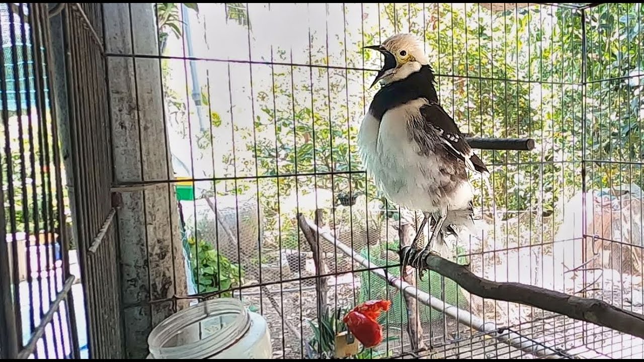 Chim cưỡng Hót Nghe Mê Ly, Ngắm Thư Giãn/ Tung Vlog