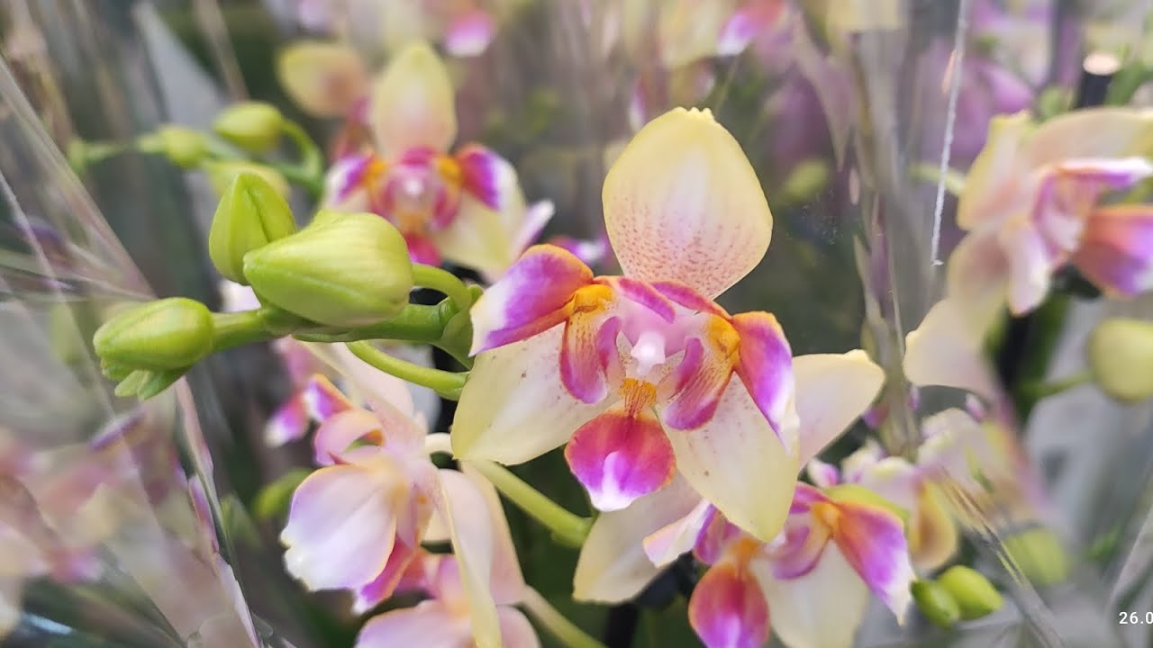 26.02.26.ПЛАНЕТА ЛЕТА💐