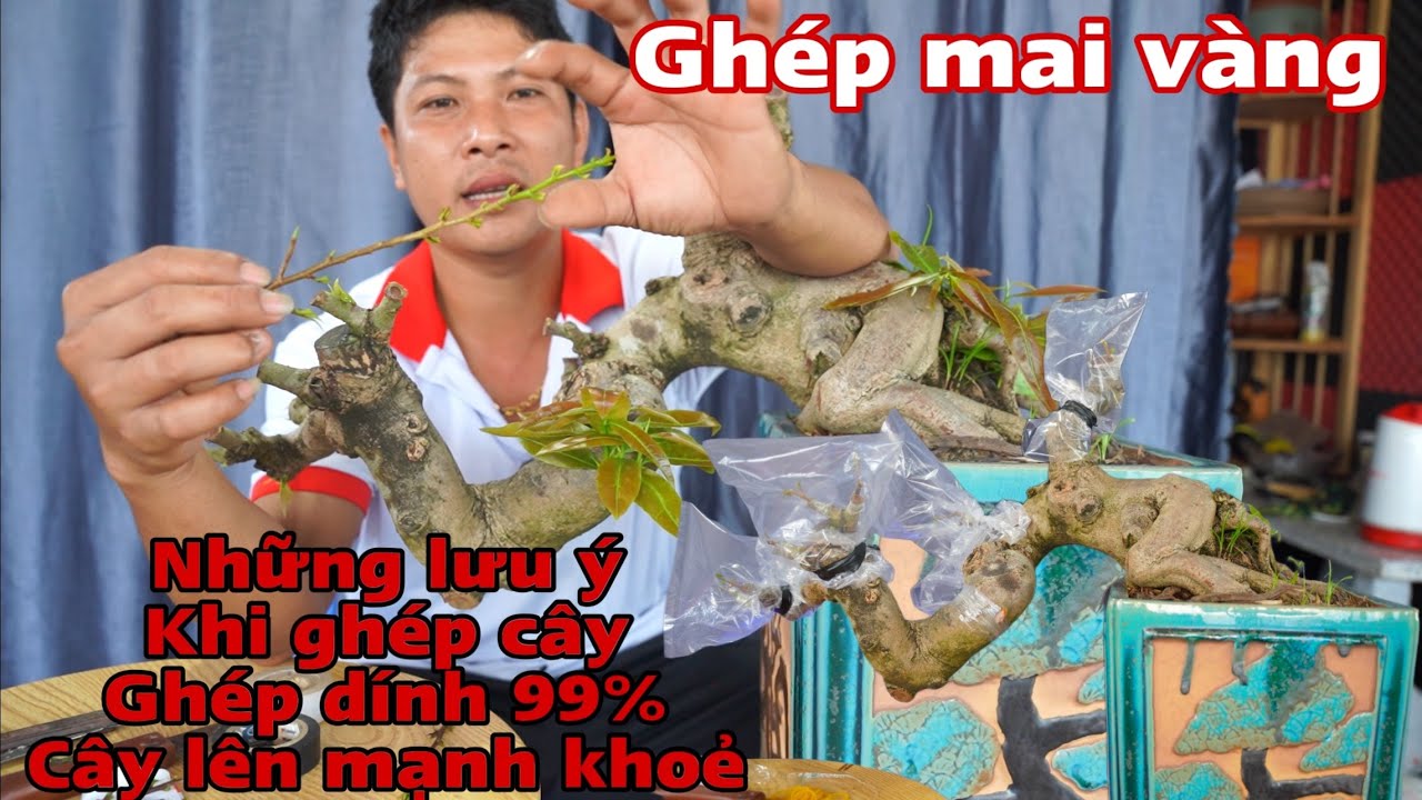 GHÉP MAI VÀNG _  những kỷ thuật nên biết khi ghép cây