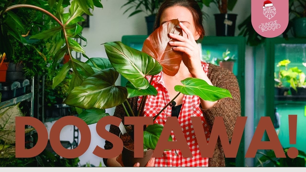 Mikołajkowa Dostawa Pełna Bestsellerów + Hoja callistophylla za grosze POWRACA, HO HO HO 🤶