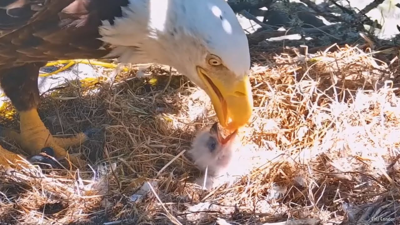 Fraser Point🦅First Feeding For The Little Bobblehead FP1!🐣Explore.org 2024-04-02