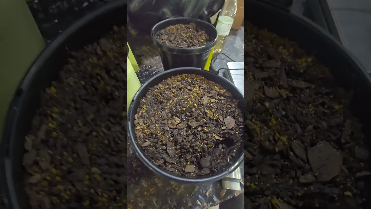New Trial in pots