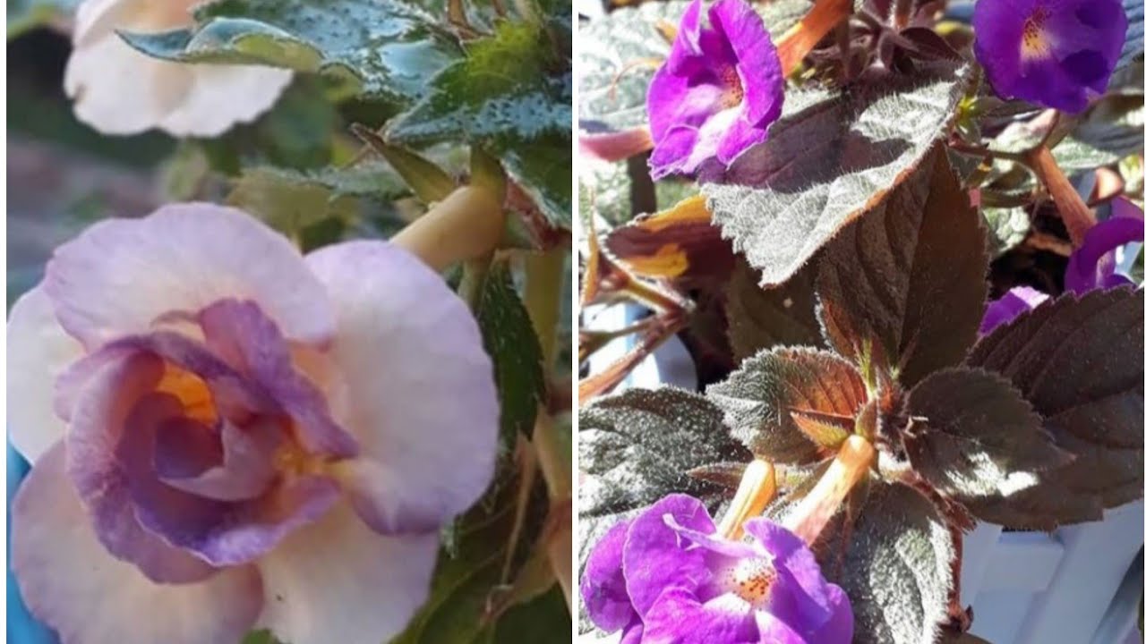 Achimenes /kağıt çiçeği /rizomlu bitkiler #achimenes