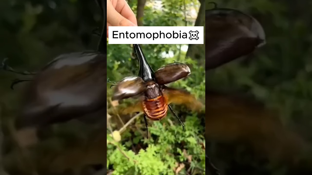 Entomophobia💀💀💀 #phobia #entomophobia #horrorshorts #fear #bug