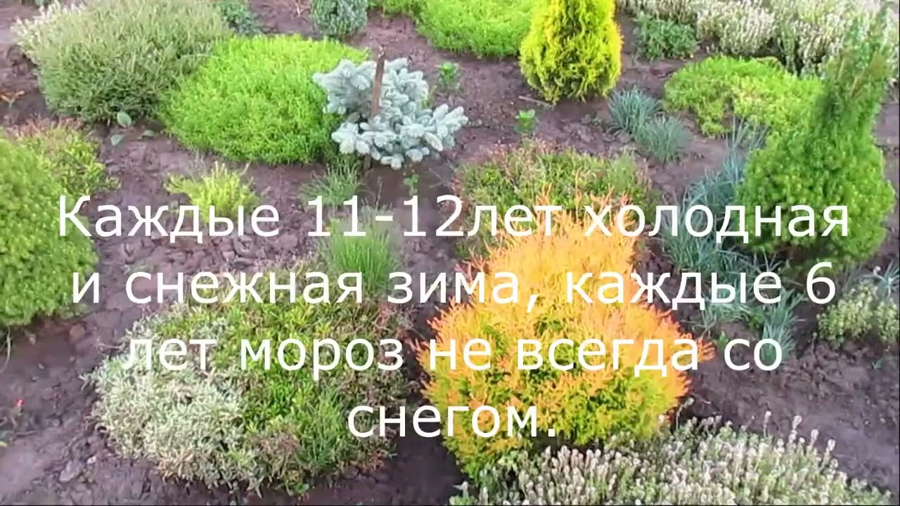 About watering and weather periodicity.