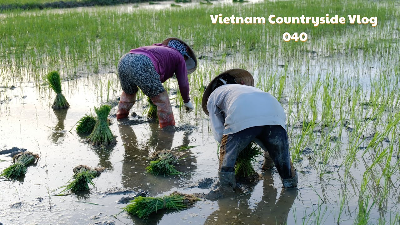 Harvest a special flower to make a sleeping pillow | Vietnam Countryside Life 040