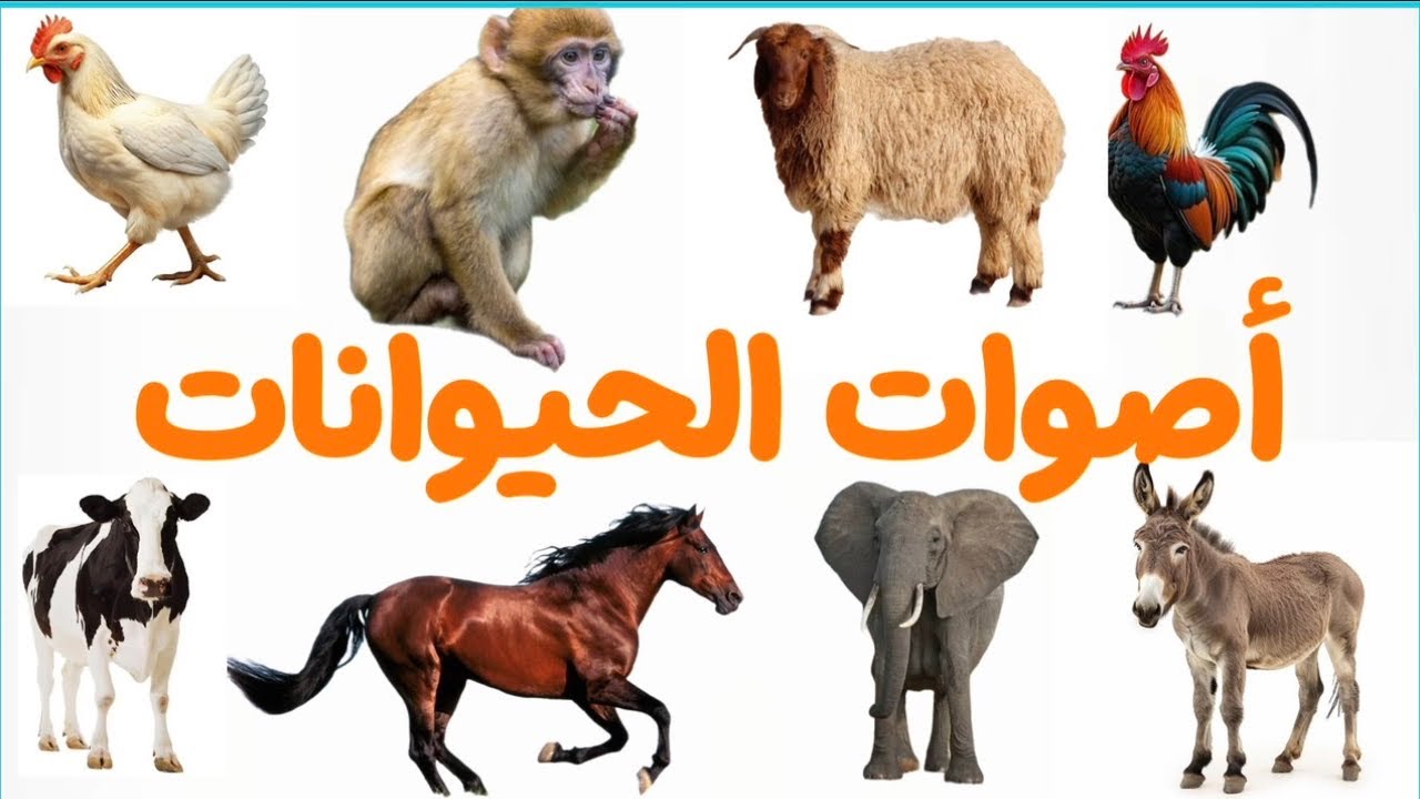 أصوات الحيوانات | عالم ببوش #أصوات_الحيوانات 
