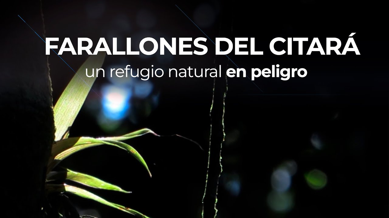 Farallones del Citar&aacute;: un refugio natural en peligro - I Festival de cortos iPACCSA 2023