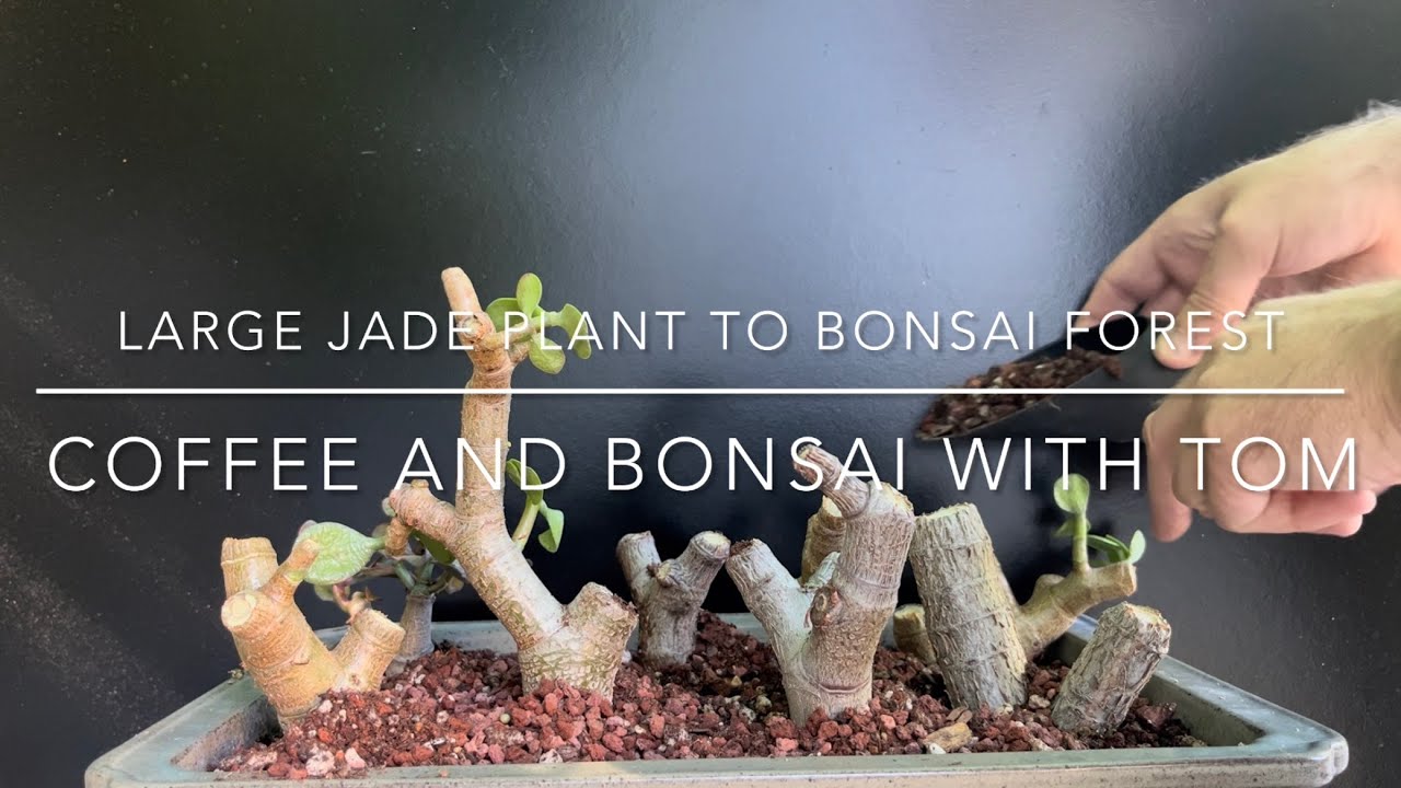 Transforming A Large Jade Plant Into A Bonsai Tree Forest (Crassula Ovata)