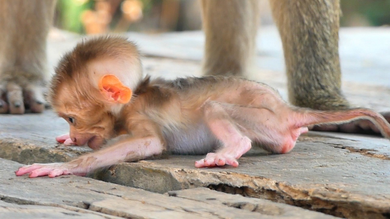 Premature baby Steely is not yet strong enough to walk on her own.