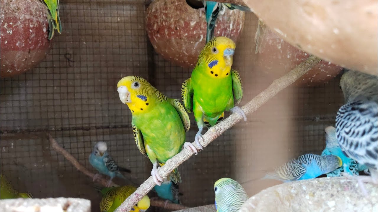 Ravi Birds is live!🤩👋