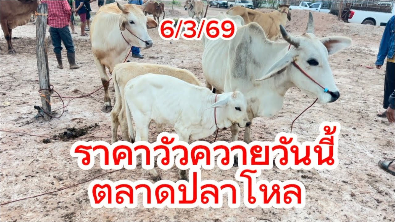 เลาะชมบรรยากาศซื้อขายวัวควายตลาดปลาโหล อ.วาริชภูมิ จ.สกลนคร 6/3/69 #ราคาควายวันนี้ 
