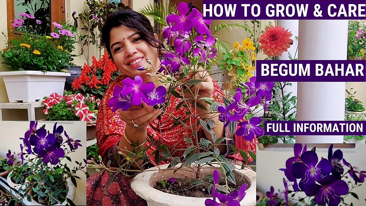 Begum Bahar/Tibouchina Plant Care | Full Care of Begum Bahar Plant #begumbahar #permanent #plants
