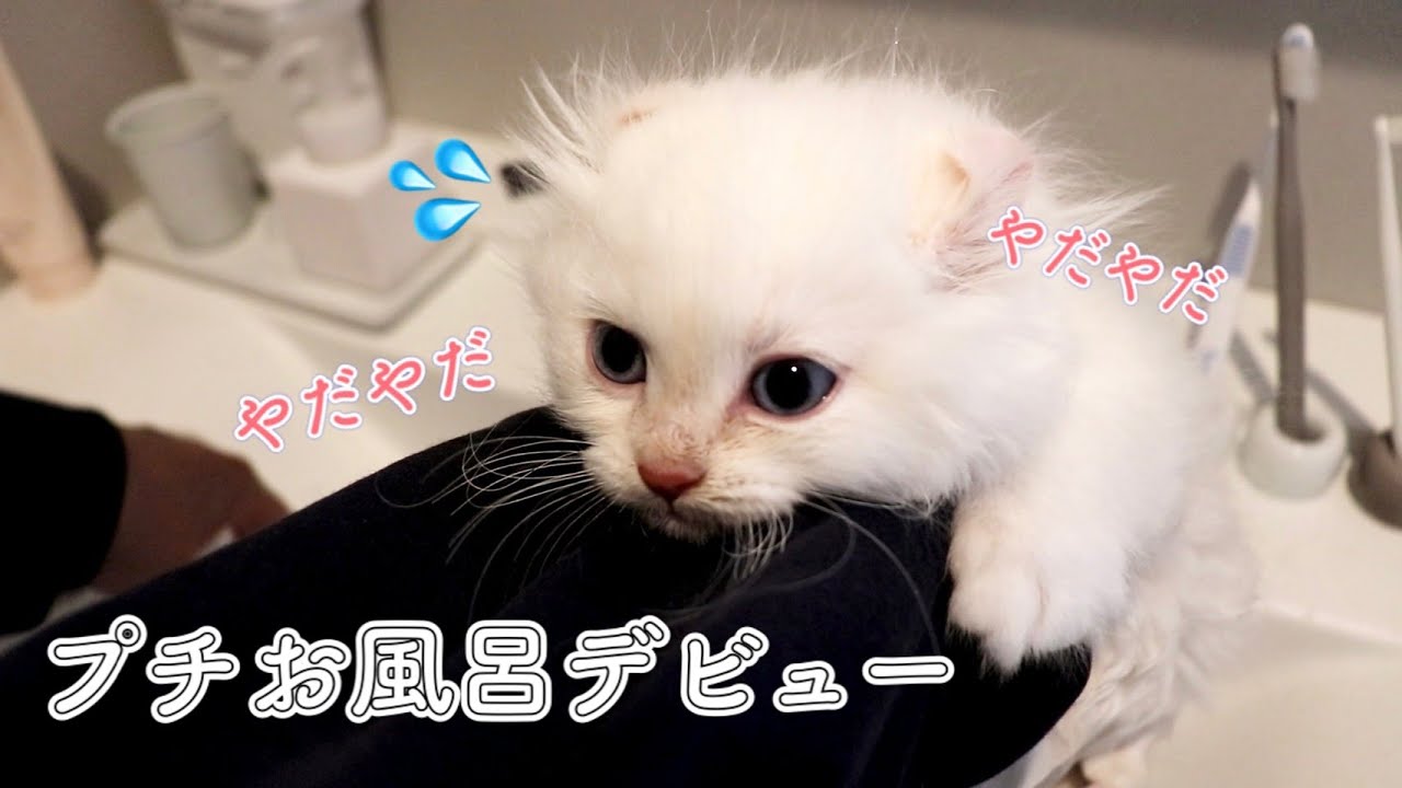 初めて子猫をシャンプーしたら可愛すぎました