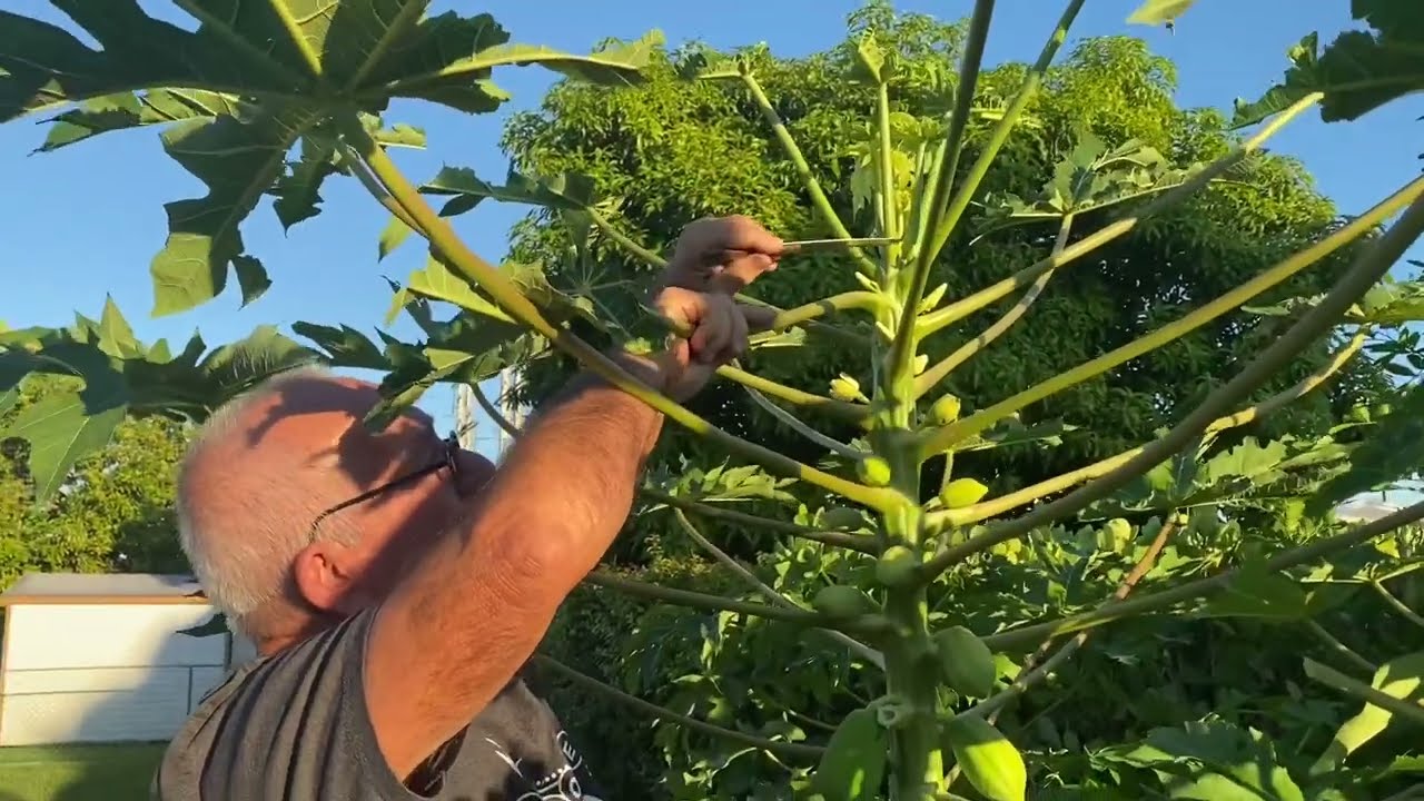 Como decapitar Carica papaya Lin., para obtener mayores frutos y reducir la altura de la planta.