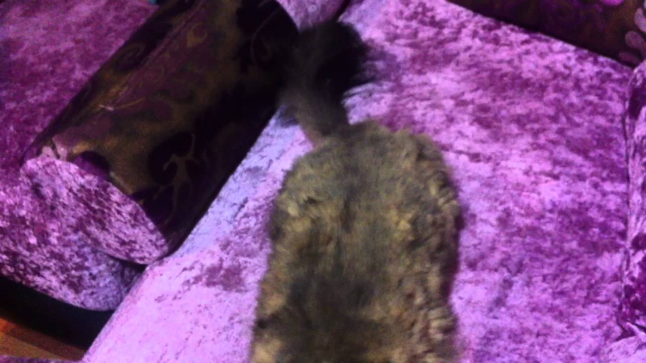 GATTINA IN CALORE