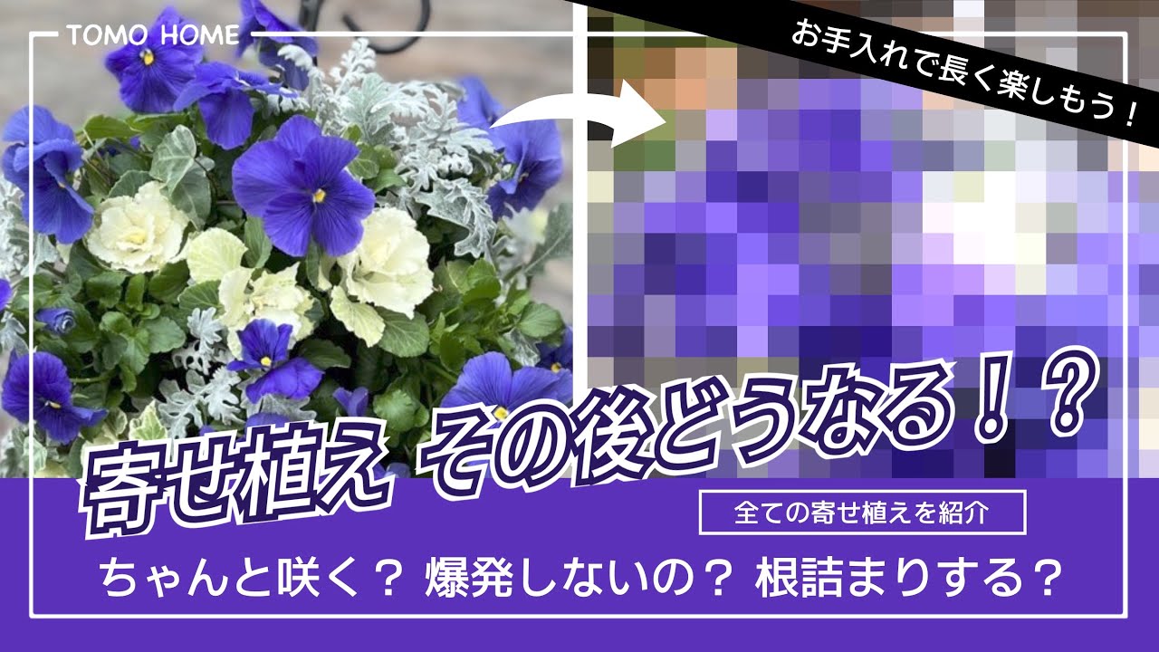 【根詰まりしない？】寄植えのその後はどうなる！？お手入れ方法も紹介