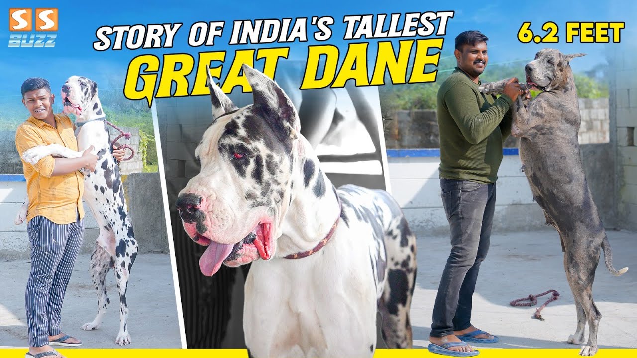 இதெல்லாம் தெரியாம Great Dane வாங்காதீங்க! - Story Of India's Tallest Great Dane Dog | All About Dogs