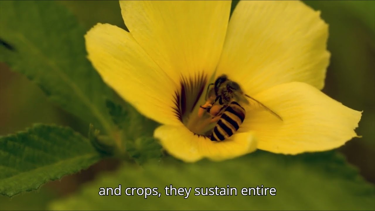 How Bees Collect Pollen &ndash; Nature&rsquo;s Tiny Pollinators
