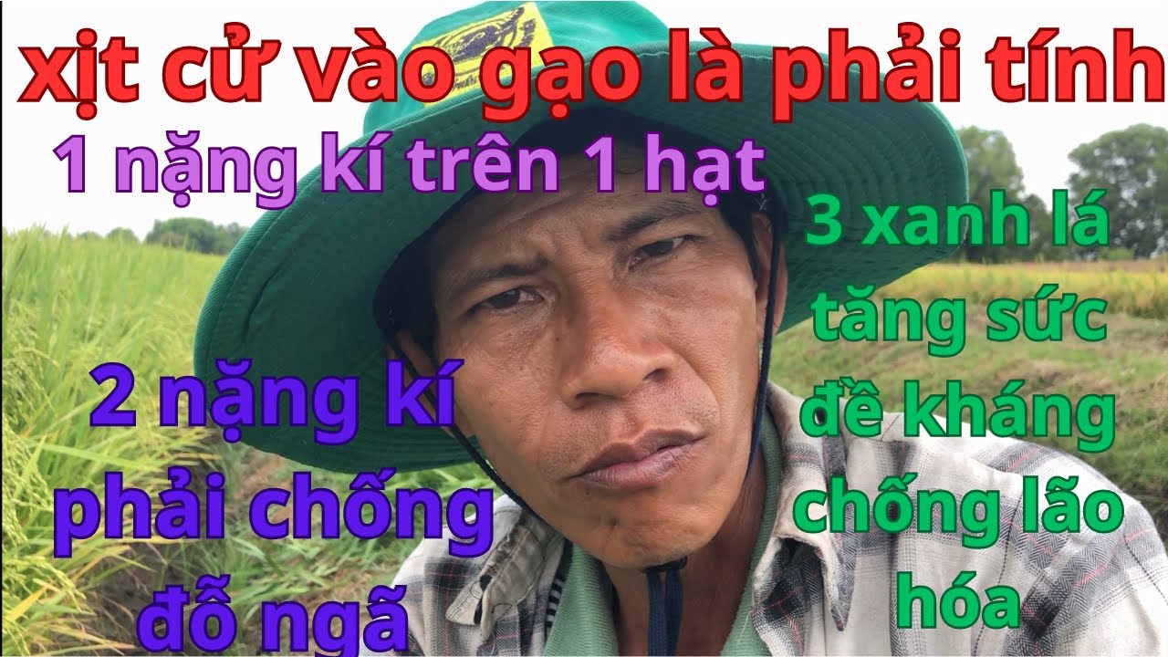 LÀM LÚA, XỊT THUỐC VÀO GẠO CỬ CUỐI, PHẢI TÍNH TOÁN