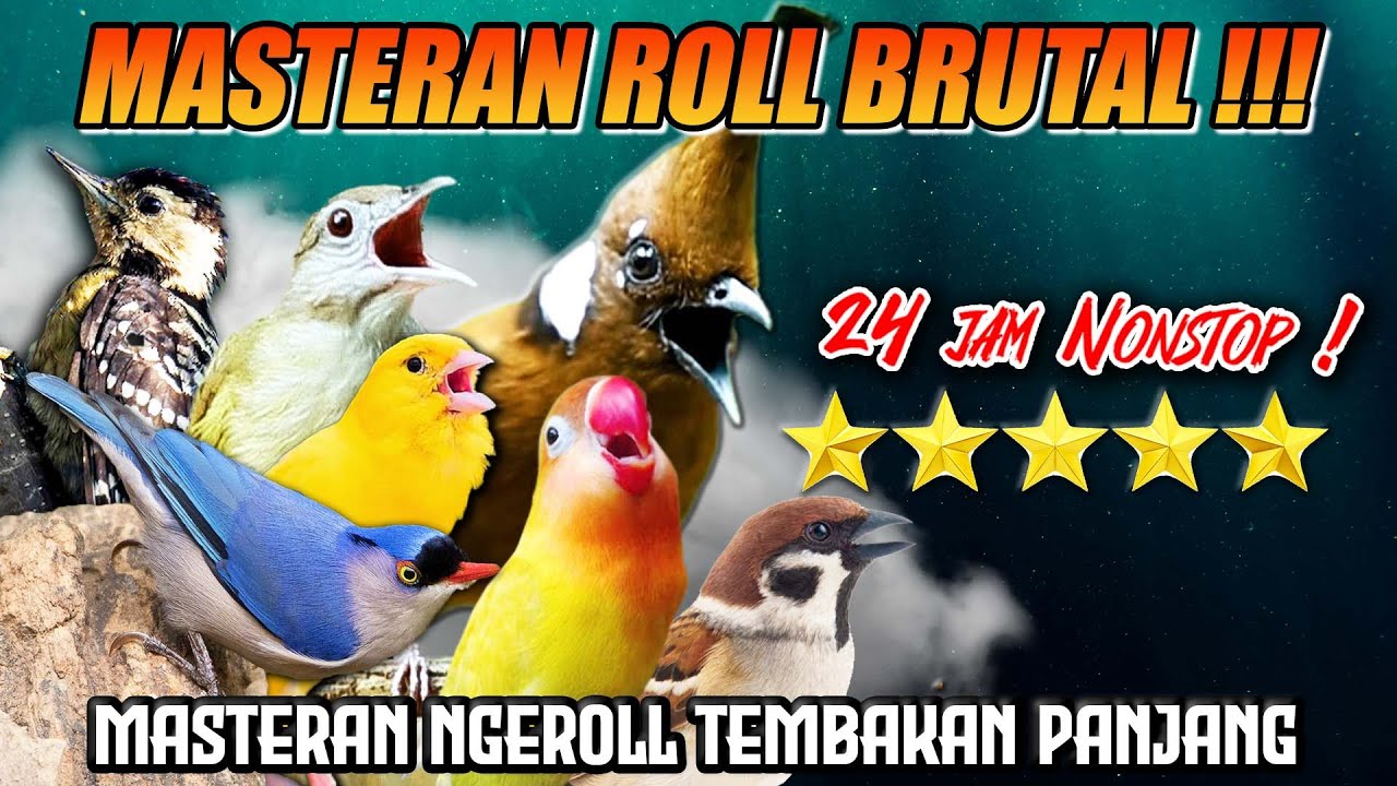 MASTERAN TERBARU TEMBAKAN MURAI BATU ISIAN AUDIO JERNIH‼️