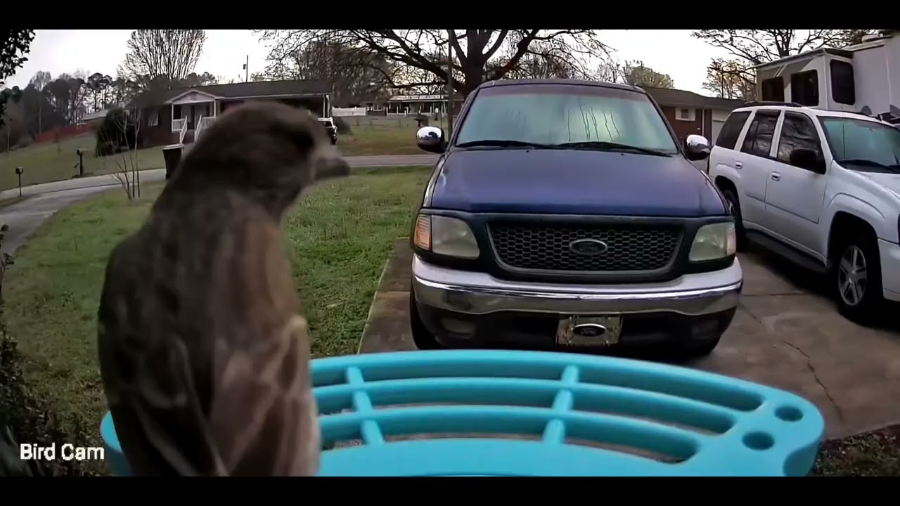 Bird Cam 3/11/26