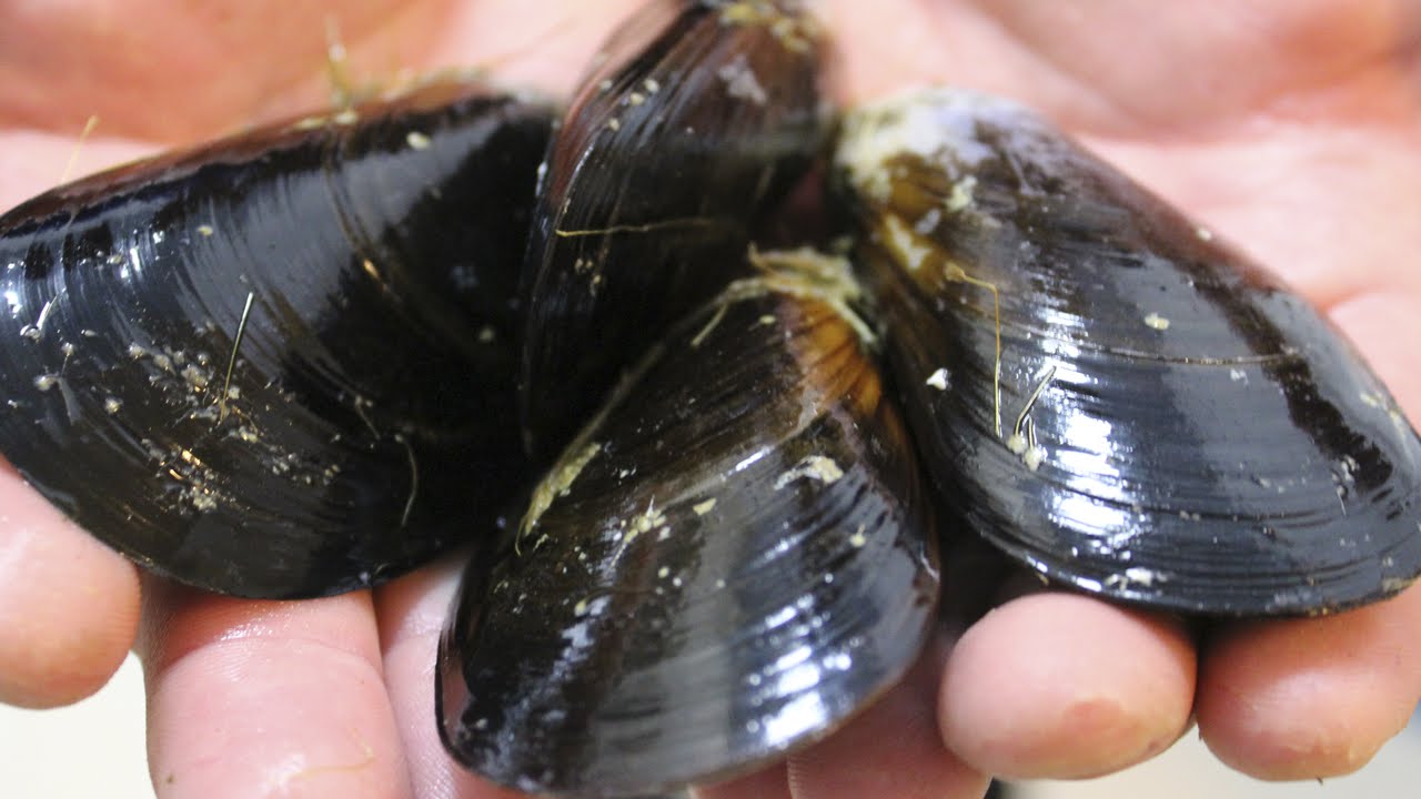 Truco para Limpiar Mejillones Muy Fácil y Rápido