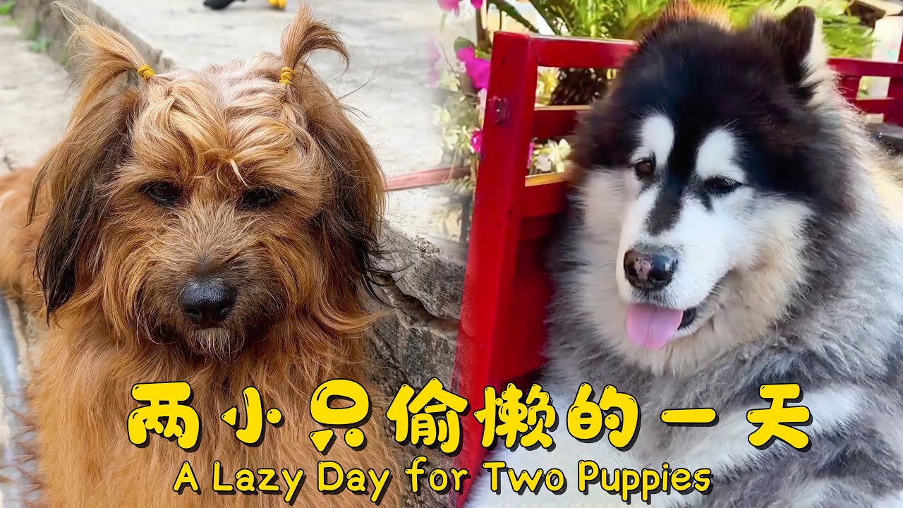 大王来福偷懒的一天~| A Lazy Day for Two Puppies【阿盆姐家的大王】