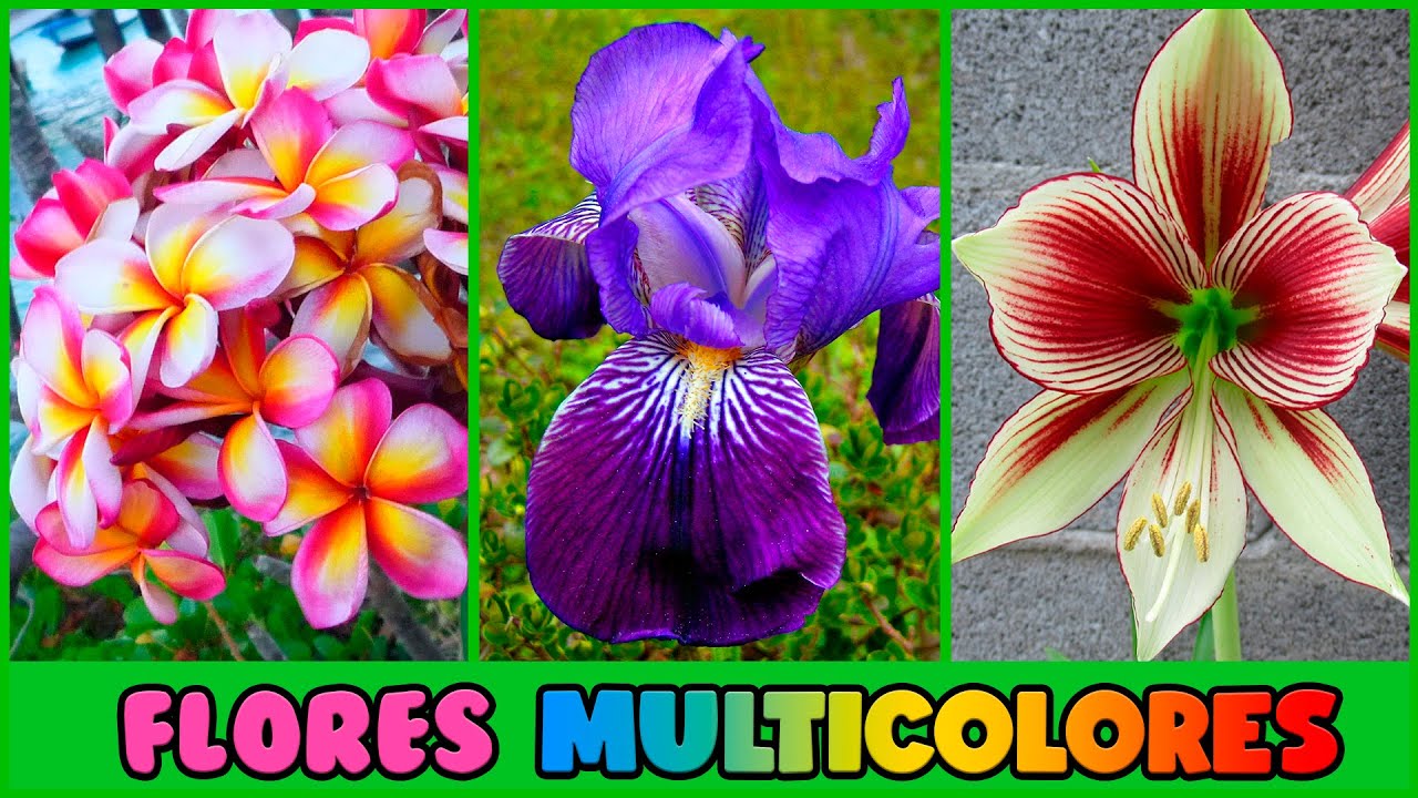 10 PLANTAS con FLORES MULTICOLORES que vas a QUERER TENER