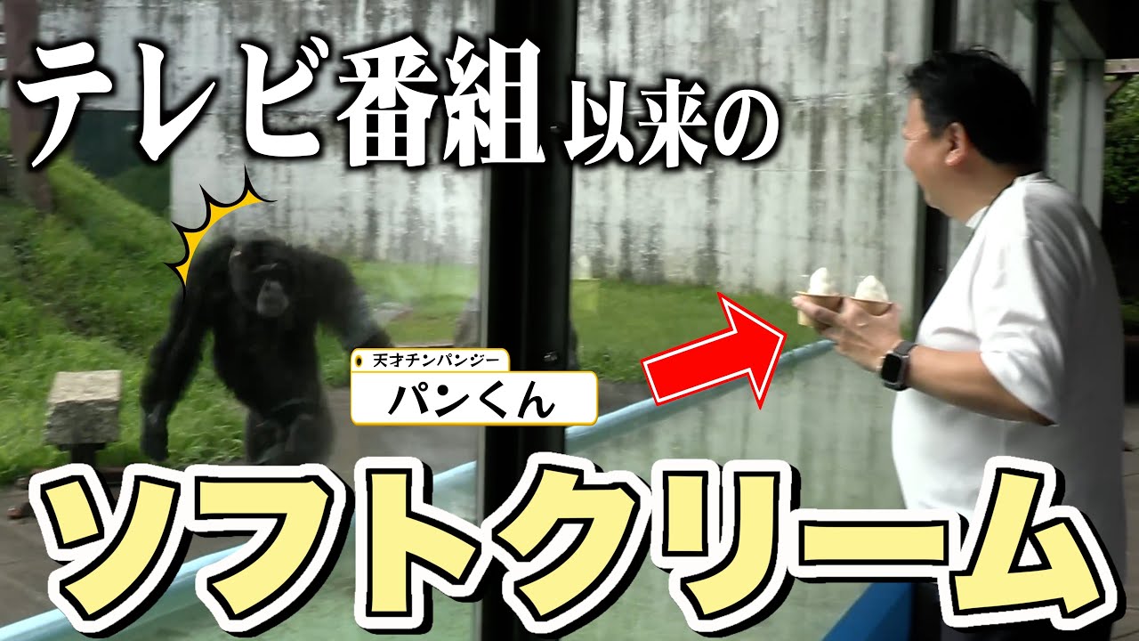 天才チンパンジー「パンくん」は今でもスプーンを使ってアイスを食べるのか？