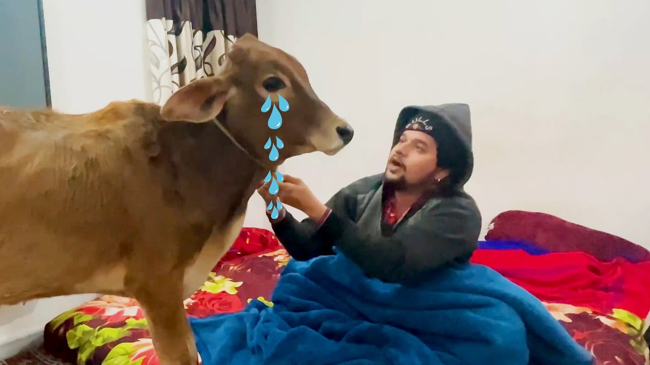 Chutku Hua Bimar Jhumar Or Nandu Hue Udaas😭😭😭#jhumar #nandu #baawalechore #cow #cowvlog