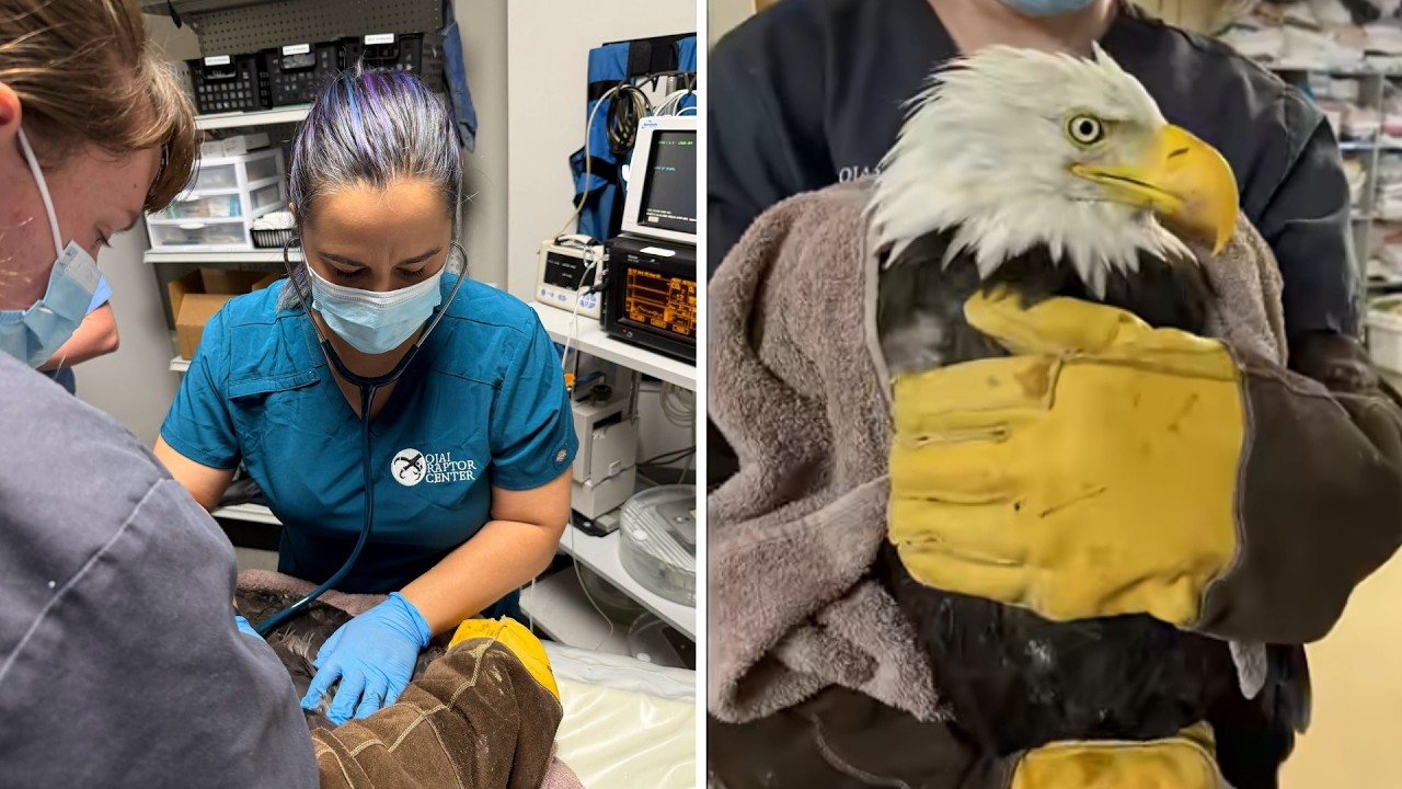 Public invited to send notes of encouragement for Big Bear eagle Jackie and her care team