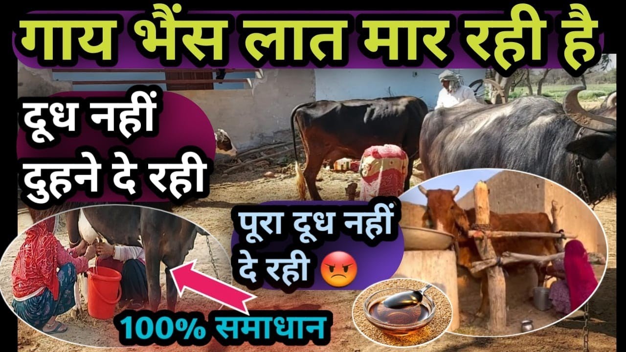 गाय भैंस लात मार रही है||दूध नहीं दुहने दे रही||पूरा दूध नहीं दे रही क्या करें?100% समाधान👉