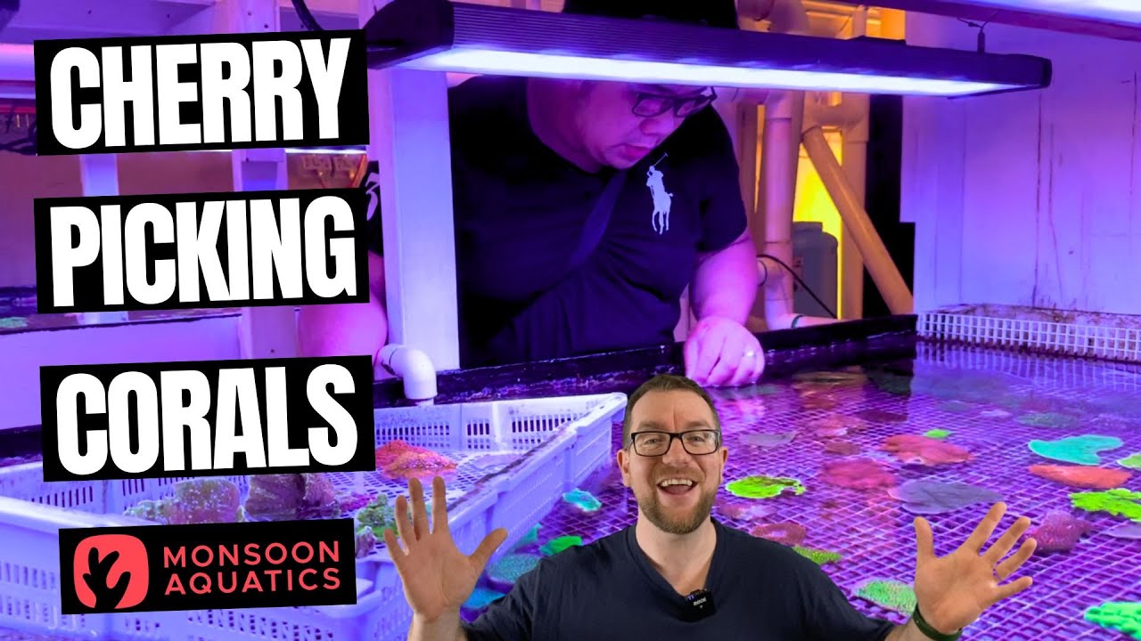 Cherry Picking From an Aussie Coral Wholesaler - Monsoon Aquatics