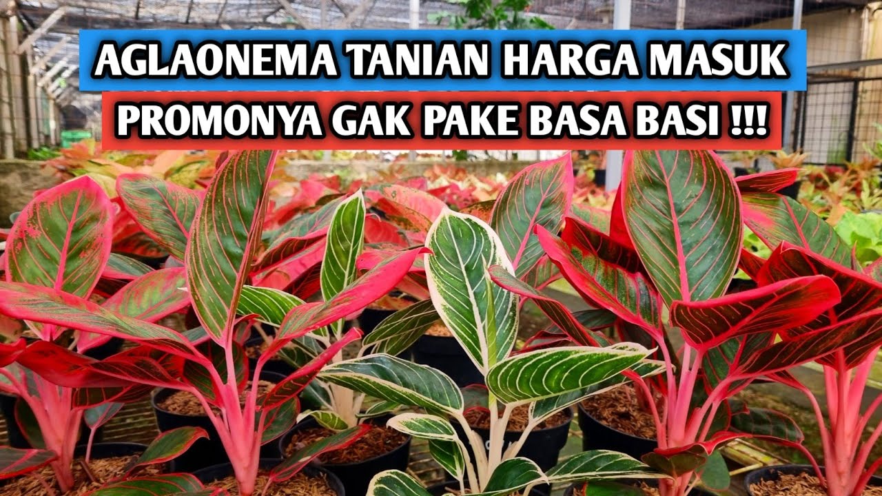 Aglaonema tanian harga masuk, promo gak pake basa basi