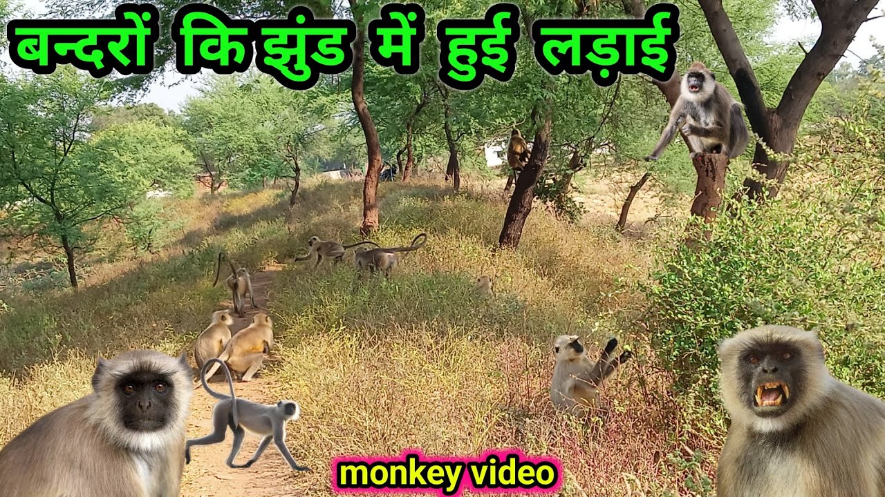 🐵 बन्दरों की झुंड में हुई खूब लड़ाई || monkey fights ||bandar videos ||@cglifevlog