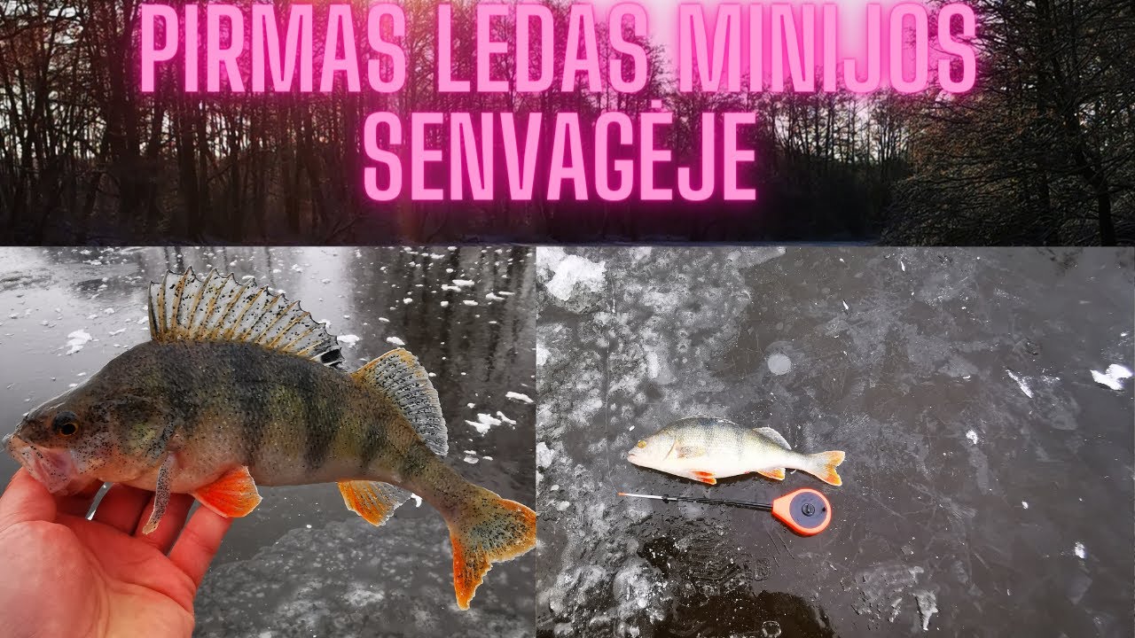 Pirmas ledas ešerių žvejyba Minijos senvageje.