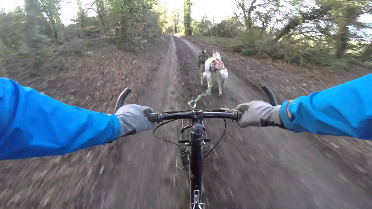 1st Husky Run of the Month