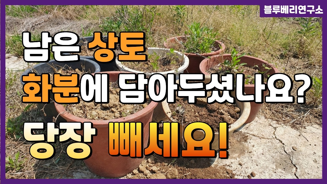 블루베리 상토 남았다고 화분에 방치하면 생기는 치명적인 일!!