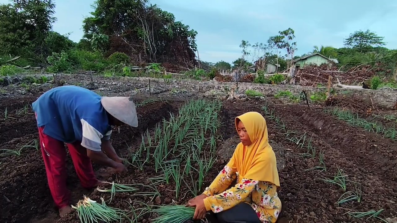 AKTIFITAS DI SORE HARI MELANJUTKAN PENANAMAN DAUN BAWANG 
