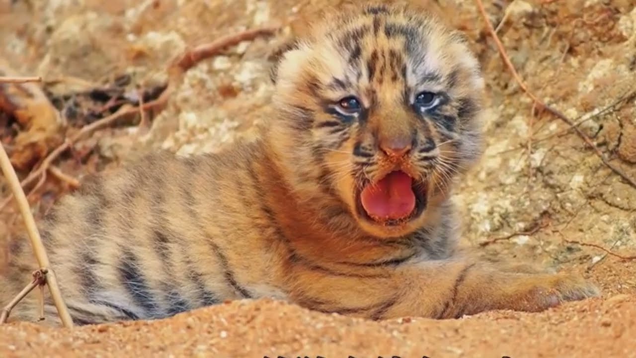 아기 호랑이 #tiger #animals #호랑이 #동물 #아기호랑이