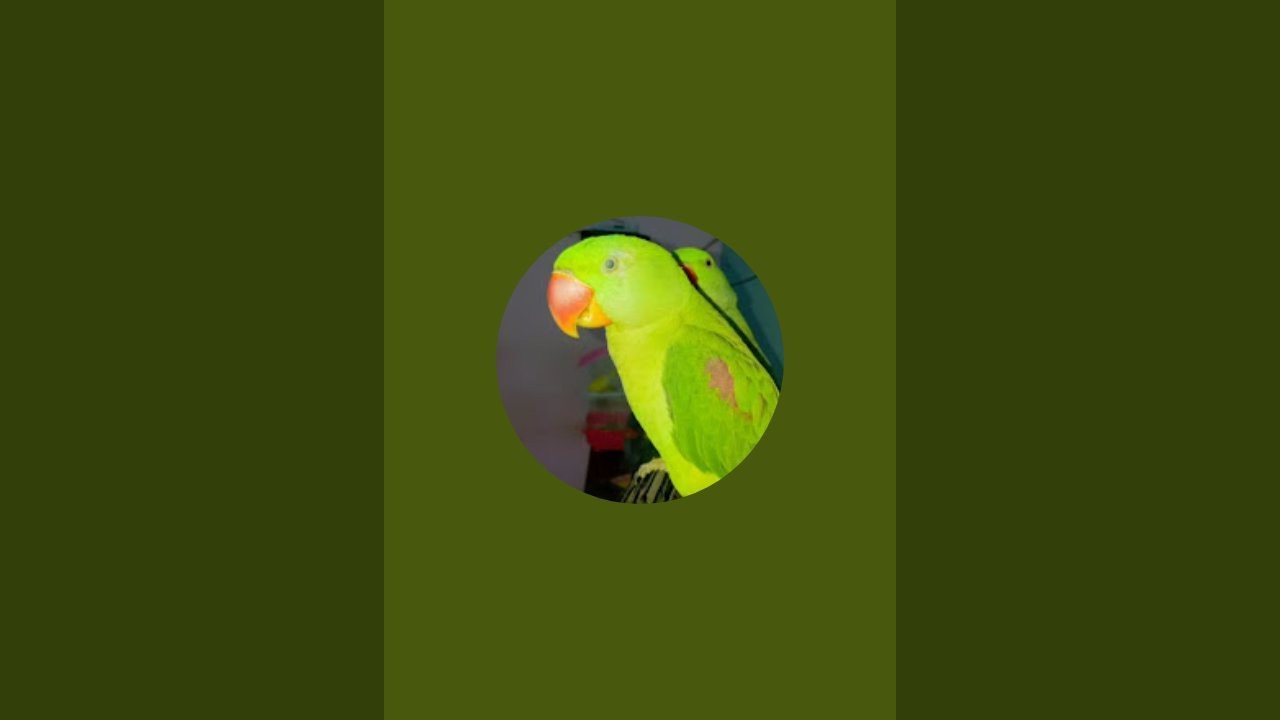 rahul_And_parrot💗 is live