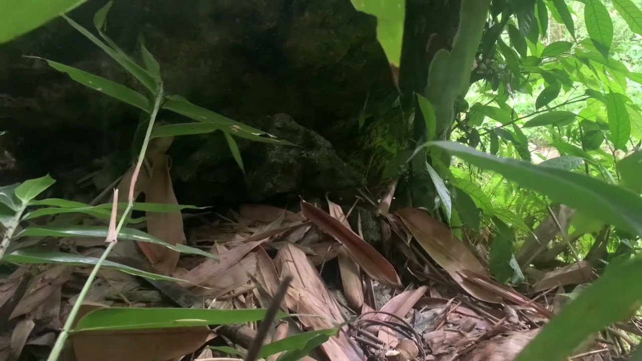 Đặt bấy bắt chuột @ Triệu Văn Dương
