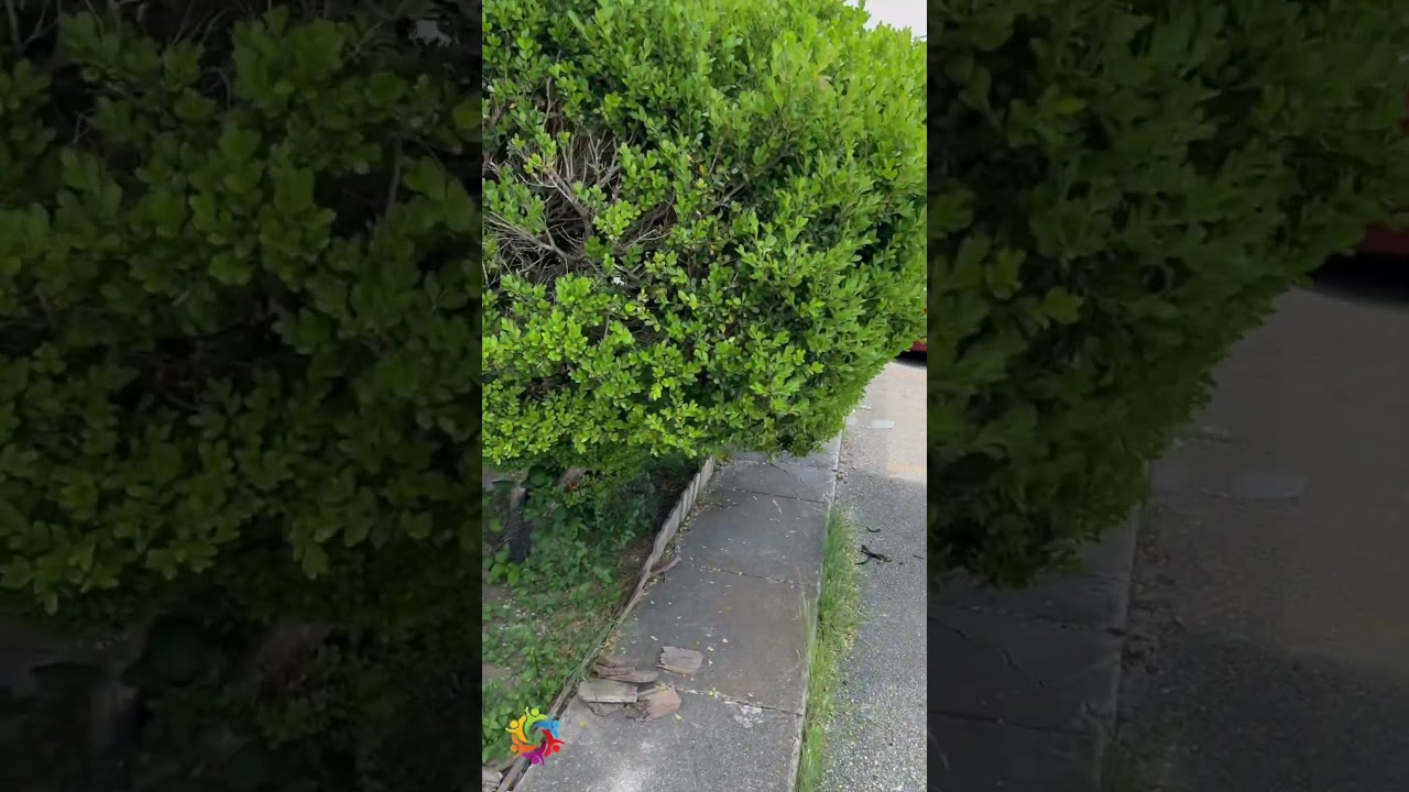 Como hacerse rico en Estados Unidos 🇺🇸 #estadosunidos #latinosenusa #comunidadlatina