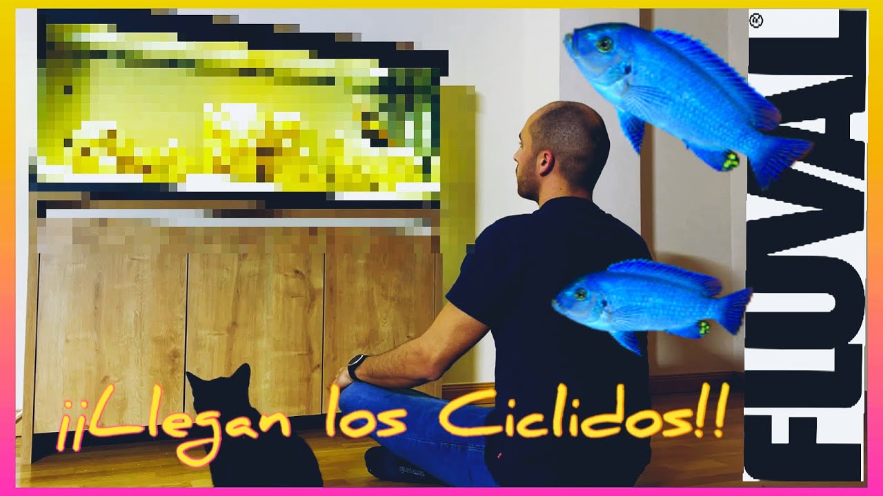 FLUVAL ROMA 240 L / ¡LLEGAN LOS CICLIDOS AFRICANOS!