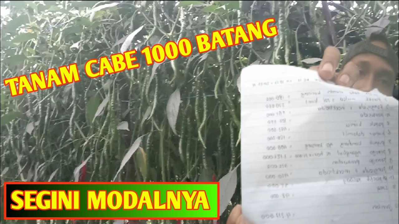 modal tanam cabe 1000 pohon #budidayacabe