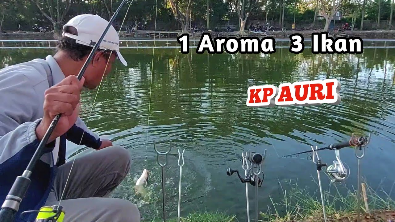 Mancing di kolam Auri pake satu essen bisa dapat 3 ikan