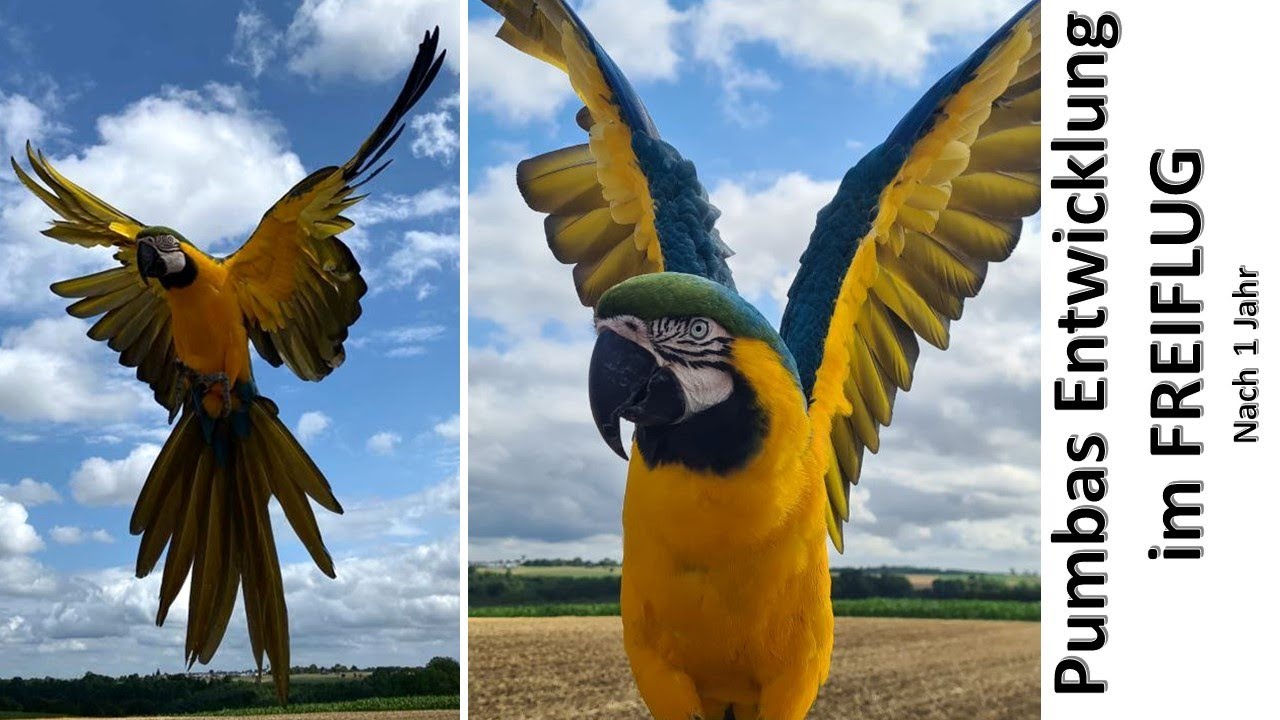 Pumbas Entwicklung im Freiflug - nach einem Jahr
